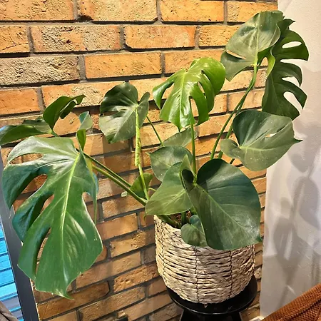 Luxusne Телгарт